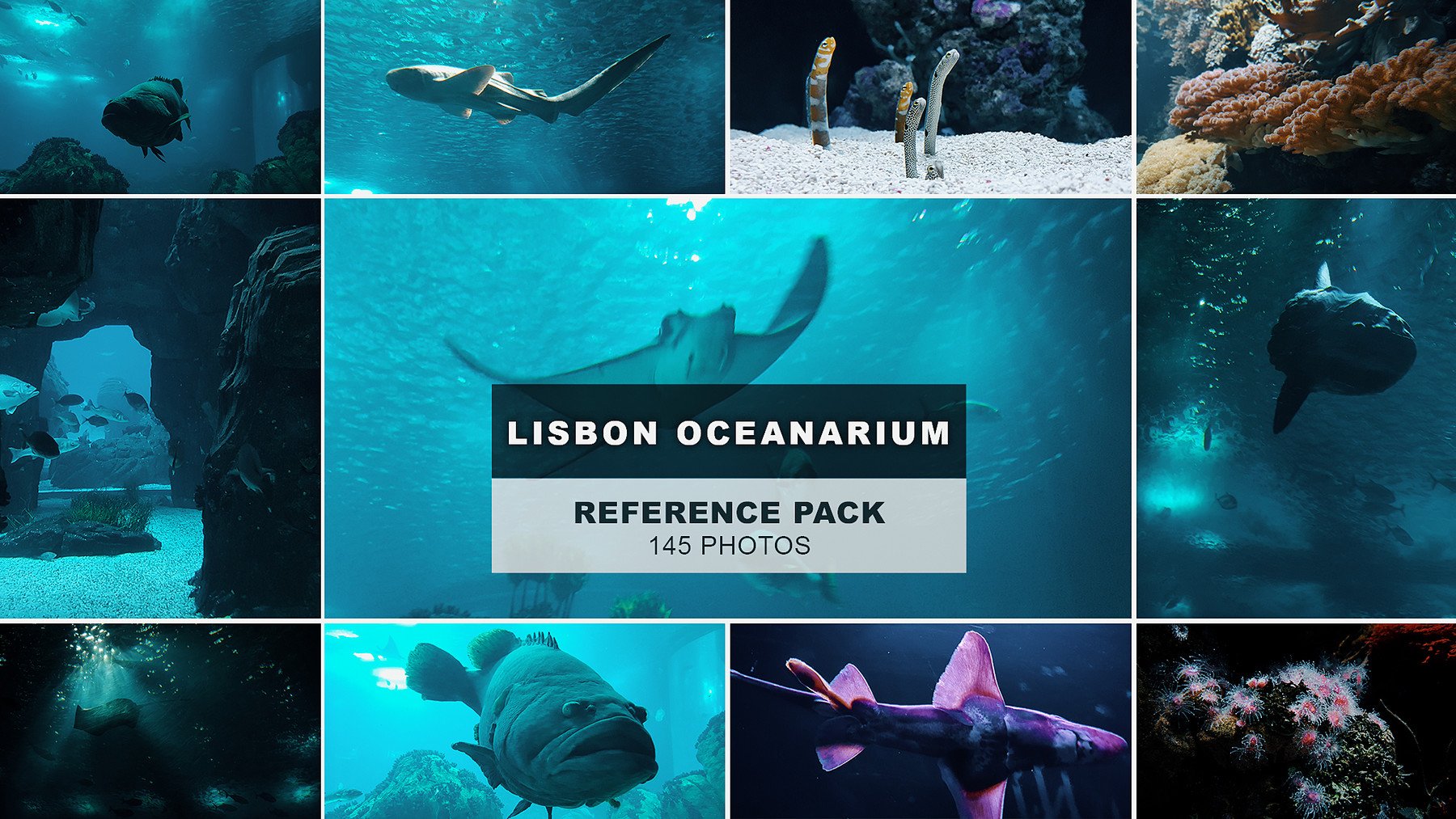 overview of the Lisbon Oceanarium pack