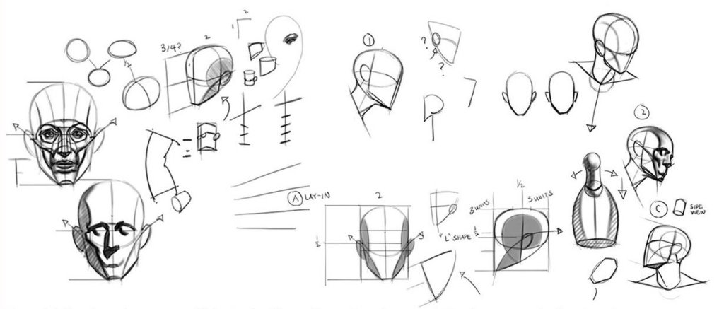 Head and face anatomy