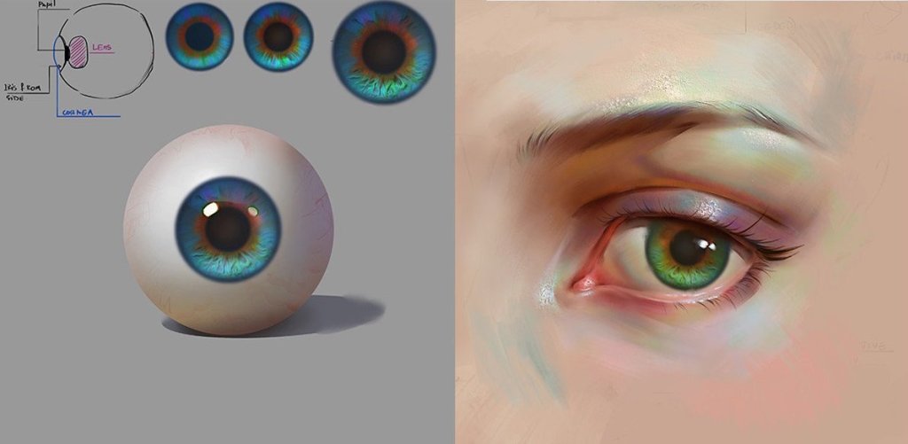 Eye anatomy
