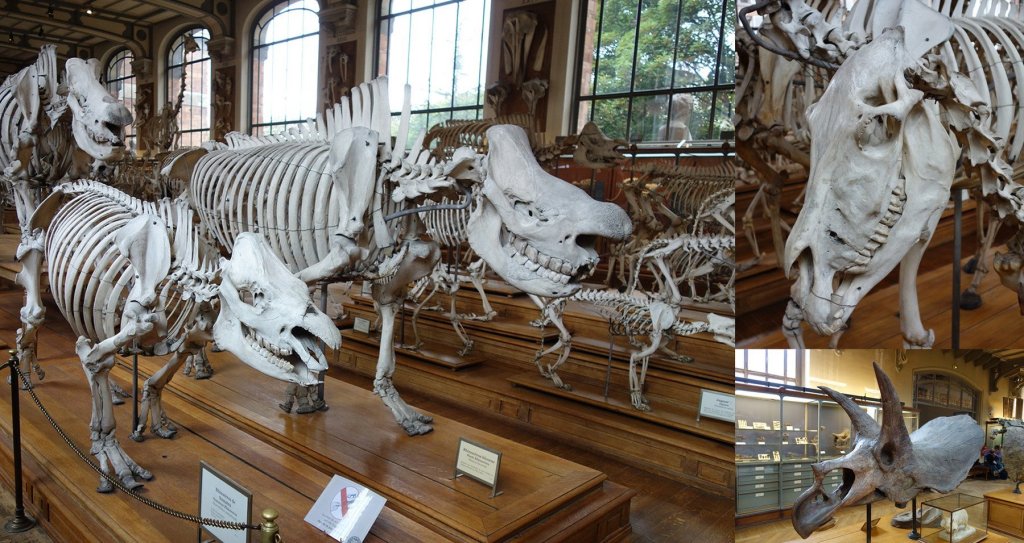 Photograph of ancient animal fossils with a close up on skulls