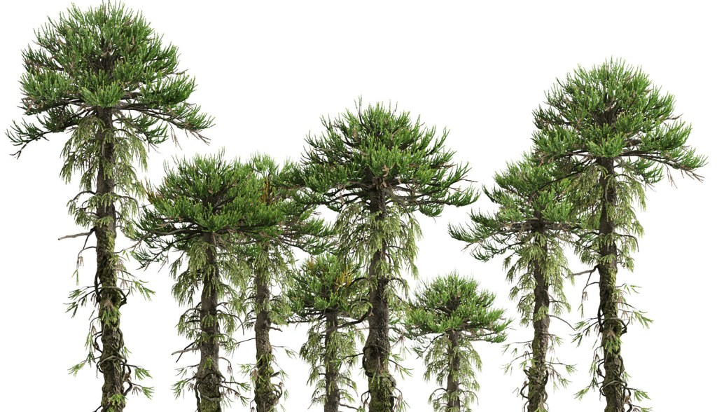 Images of green Araucaria Araucana trees